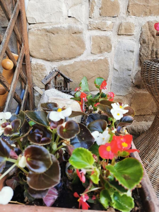 Casa Phoenix Appartamento Piano Terra Immerso Nel Verde A Pochi Minuti Dalla Ciclabile Pieve di Cadore Bagian luar foto